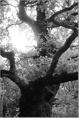 Tree in sherwood (Valerie B. Johnson)