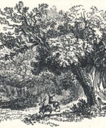 Woodland Scenery, Headpiece to A Tale of Robin Hood
