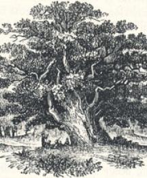 The Major Oak