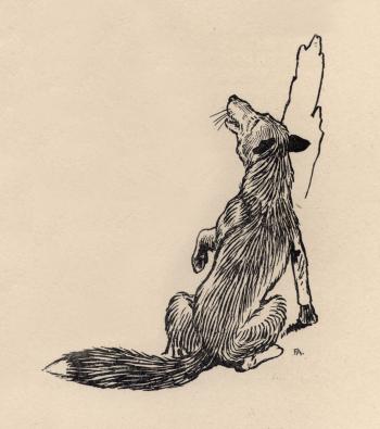Marginal illustration of the fox