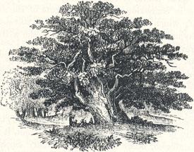 The Major Oak
