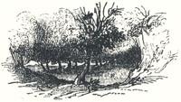 Woodland Scenery, Tailpiece to "Robin Hood and the Shepherd"